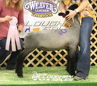Image Club Lambs Winners