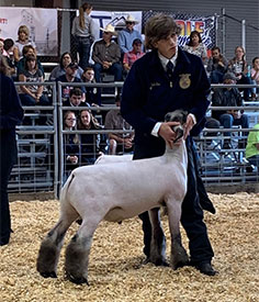 Image Club Lambs Winners